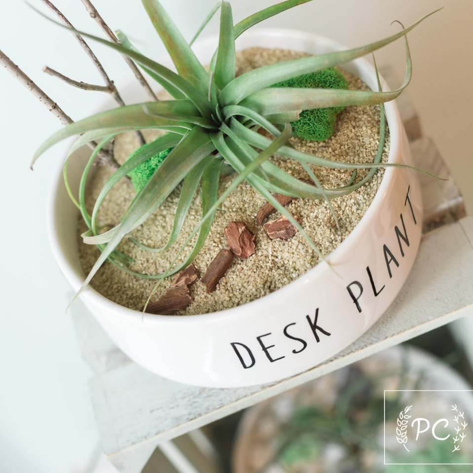 planter that says desk plant